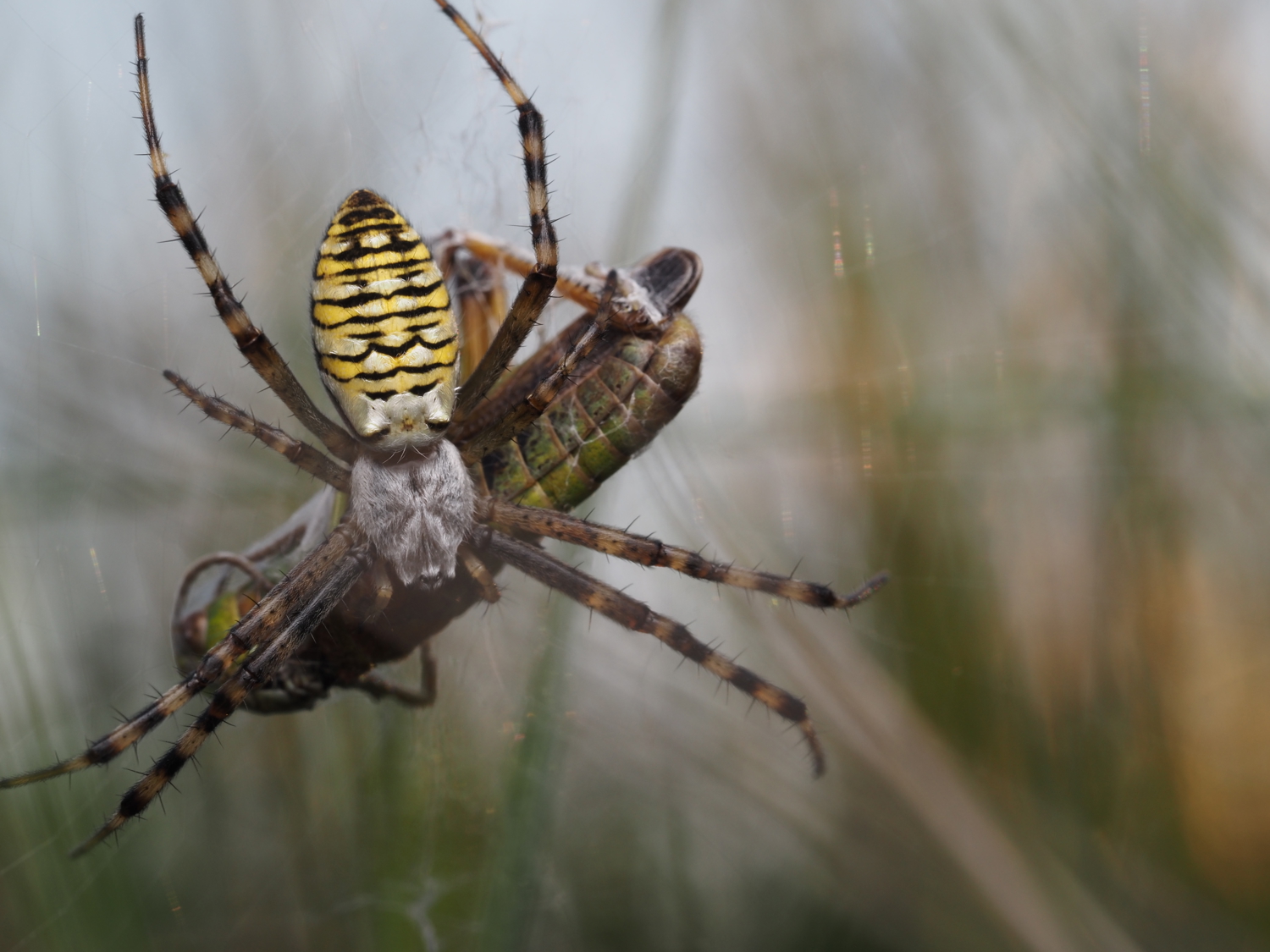 wasp spider with prey